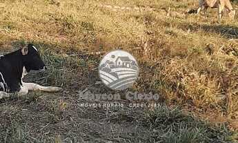 Imagem 5: Machadinho D'Oeste - Sítio - 17 Alqueires