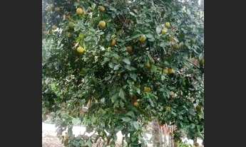 Imagem 6: Vendo grande terreno em Saquarema