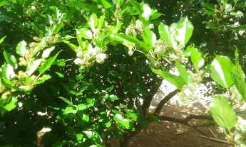 Imagem 2: Vendo casa Sto Antonio do Pinhal Mantiqueira Paulista