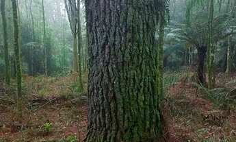 Imagem 6: Sítio 9 hectares com vísta panorâmica próximo de Gramado