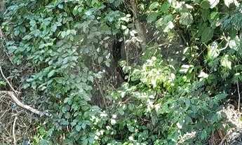 Imagem: Terreno à venda em Roseira - SP