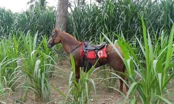 Imagem 4: Chácara pesqueira com 5.5 hectares de porteira fechada no barranco alto 2