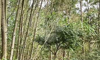 Imagem 3: Área de Terra à venda em Chácara Arantes - SP