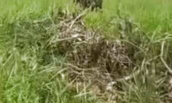 Imagem 3: Vendo lote no bairro nossa senhora de Fátima Planaltina df