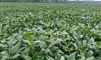 Imagem: Fazenda 400 alqueires Guajará