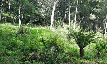 Imagem 6: Sítio em Igrejinha dívisa com Gramado