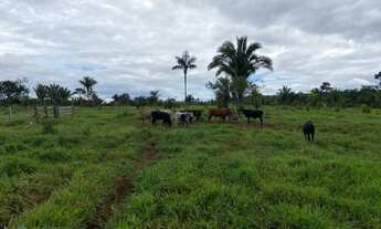 Imagem 5: Fazenda 210 alqueires Machadinho D' Oeste