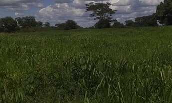 Imagem 6: Fazenda de 830 Hectares, Toda Plana, Solo Argiloso, Margeando 2,5 km Rio São Francisco - J