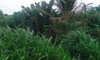 Imagem 3: VENDE-SE DUAS TAREFAS DE TERRA