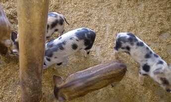 Imagem 4: Chácara top Chácara com venda por R$410.000