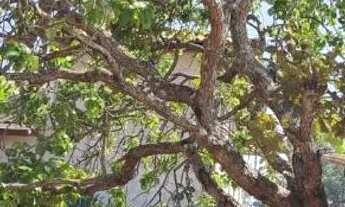 Imagem 5: Lote condominio Recanto do Beija-flor