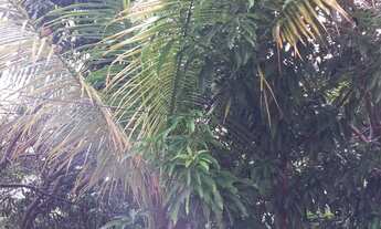 Imagem 5: Vende se mini chácara