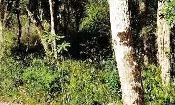 Imagem 3: Terreno para Venda em Nova Petrópolis, Linha Imperial