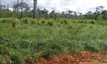 Imagem 5: Fazenda de 900 hectares Rorainópolis a 10 km da cidade