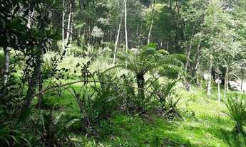 Imagem 4: Sítio em Igrejinha dívisa com Gramado