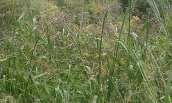 Imagem 5: Vendo ou troco 28 hectares de terra,com açude e cada em construcao
