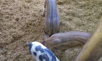 Imagem 5: Chácara top Chácara com venda por R$410.000