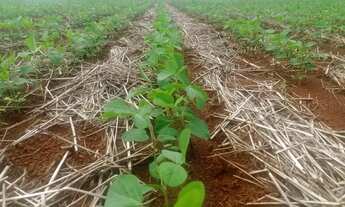 Imagem 2: FAZENDA 1.132 HECTARES VALE DO ARAGUAIA GRANDE OPORTUNIDADE!