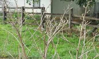 Imagem 2: Chácara, uruaçu Goiás 999.999,00