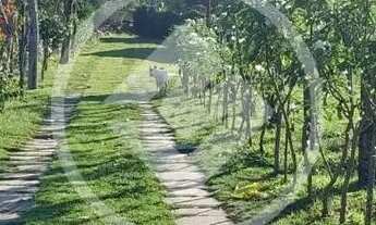 Imagem 2: SITIO - Jabuticaba codigo: 120076