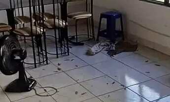 Imagem 4: Vendo casa residencial ou comercial na rua Alegrete, bairro Cel Antonino