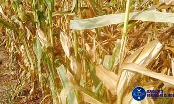 Imagem 3: Fazenda à Venda em Doverlândia GO | 433 Alqueires