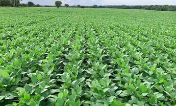 Imagem: FAZENDA 1.132 HECTARES VALE DO ARAGUAIA