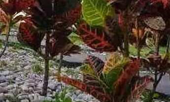 Imagem 3: Casa com 3 site à venda Setor Grajaú Goiânia/GO