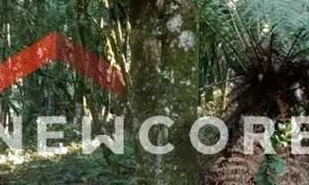 Imagem 2: Lote em condomínio em ERS 466 - Sinoserra - Canela/RS