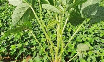 Imagem 6: Fazenda 1.200 alqueires município de Humaitá