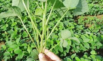 Imagem 3: Fazenda 1.200 alqueires município de Humaitá