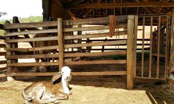 Imagem 7: Guaraciaba - Fazenda - Zona Rural