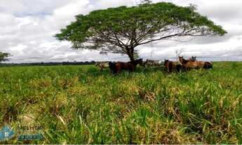 Imagem 6: Fazenda 140 alqueires Machadinho D'oeste