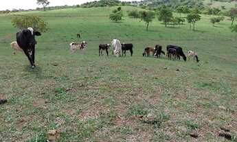Imagem 3: Chácara de 09 alqueires em Goianápolis-Go