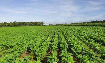 Imagem: Fazenda 1.200 alqueires município de Humaitá