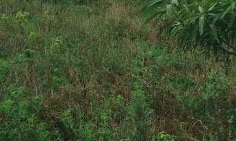 Imagem 6: VENDE-SE DUAS TAREFAS DE TERRA