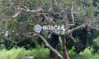 Imagem 2: Sítio em Sim, Feira de Santana/BA