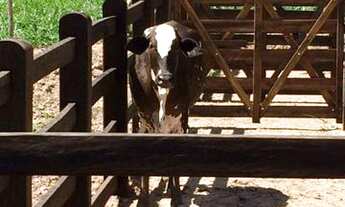 Imagem 3: Excelente Fazenda de 24,5 alqueires