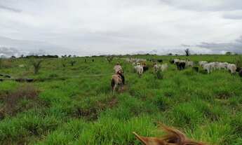 Imagem 6: Fazenda em Apuí Amazonas