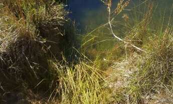 Imagem 4: Oportunidade vendo excelentes chacara com 3.4 hectares bem localizada