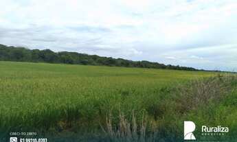 Imagem 12: Fazenda de projeto irrigado por controle de lençol freático na Lagoa da Confunsão - TO