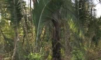 Imagem 8: Fazenda 2.350 ALQ, Paranã - TO