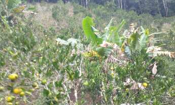 Imagem 6: Sitio Viana 6 hequitares