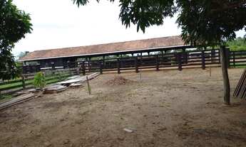 Imagem 6: Fazenda 200 alqueires Seringueiras