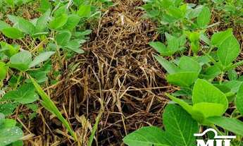 Imagem: Fazenda 1.933 alqueires (9355Hà) Goiatins