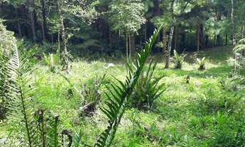 Imagem 5: Sítio em Igrejinha dívisa com Gramado