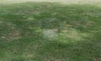 Imagem 4: Terreno - Sambaqui - Florianópolis