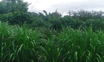 Imagem 5: VENDE-SE DUAS TAREFAS DE TERRA