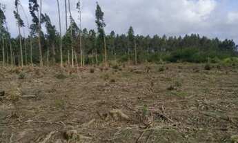 Imagem 1: Belo terreno 1250m², plano, pronto para construir