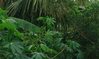 Imagem: VENDE-SE DUAS TAREFAS DE TERRA